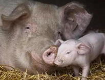 泔水不讓喂豬，舉報還有獎，拿什么拯救你？